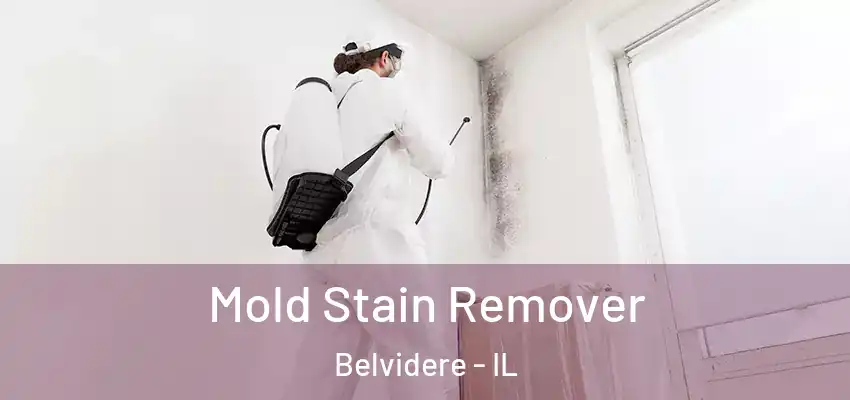  Mold Stain Remover Belvidere - IL